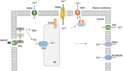 The Role of Calcium–Calcineurin–NFAT Signaling Pathway in Health and Autoimmune Diseases